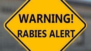 Officials urging caution after person comes into contact with rabid dog in Hall County — Suwanee Health news